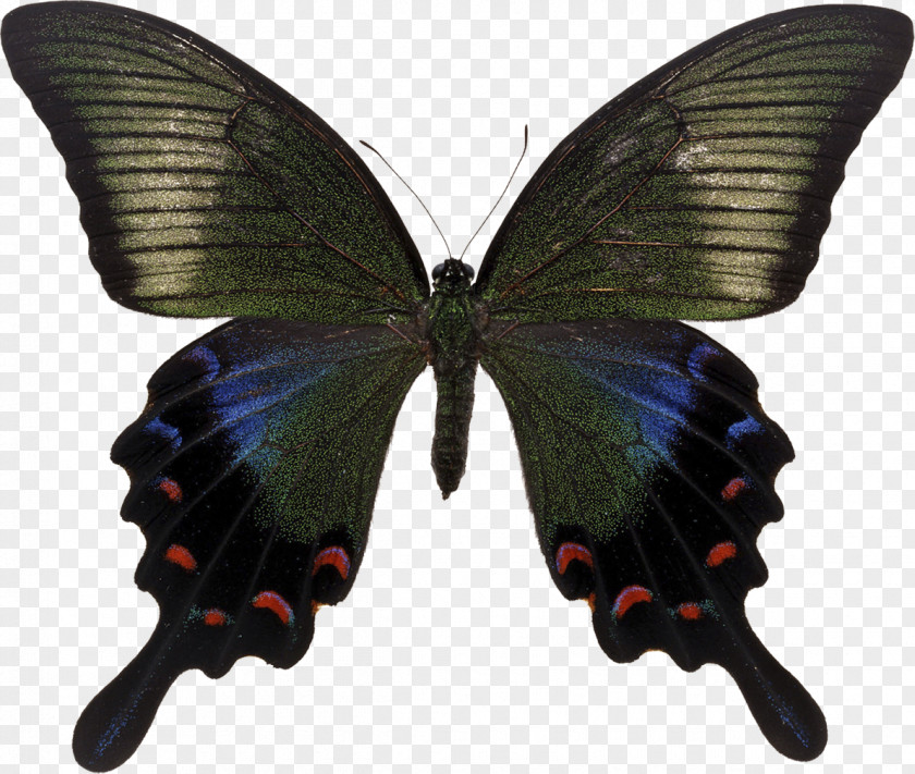 Butterfly Swallowtail Papilio Maackii Bianor Paris PNG