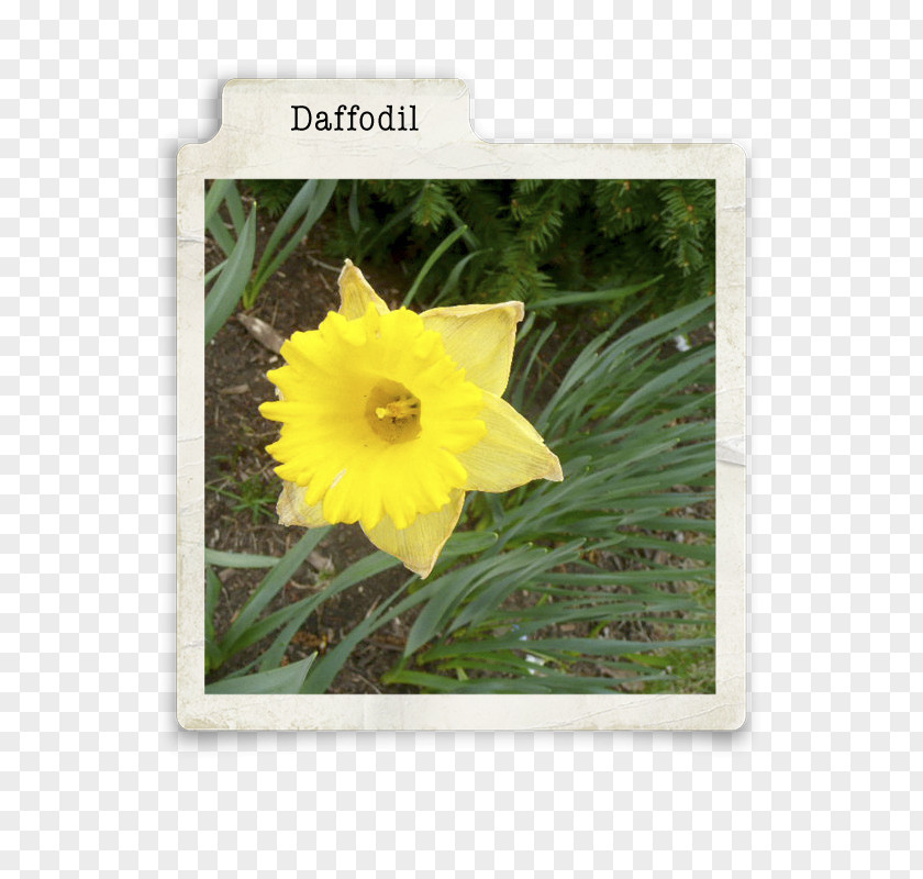 Daffodil Flowering Plant Wildflower PNG