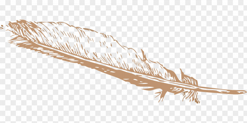 Feather Eagle Law Bird Clip Art PNG