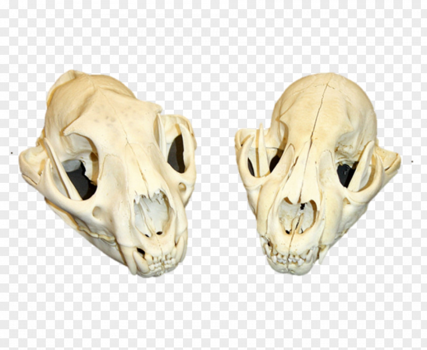 Granny Pig Cougar Skull Lion Tooth Head PNG