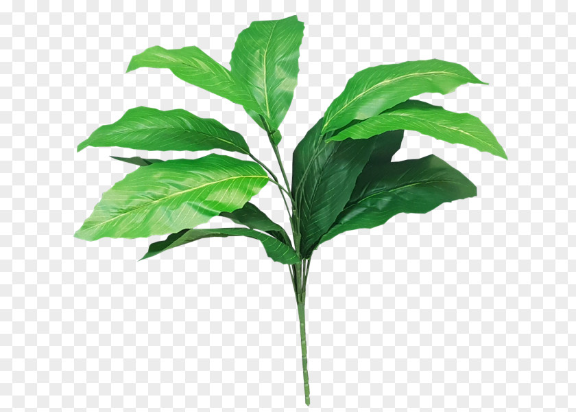Greenery Leaf Plant Stem Tree Shrub PNG