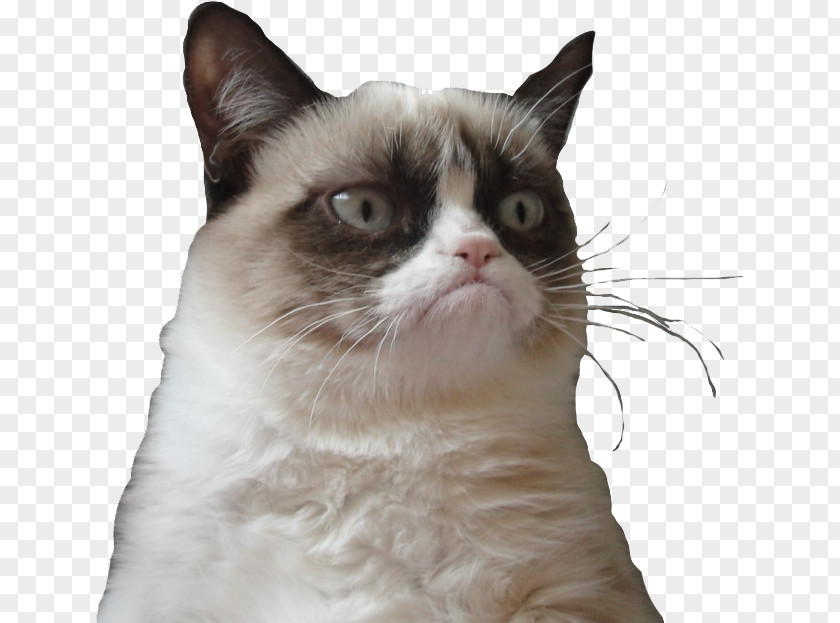 Grumpy Cat Internet Meme PNG meme , clipart PNG