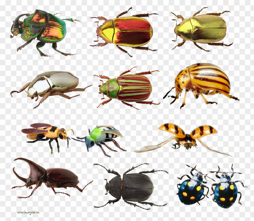 Insect Map Lesser Silver Water Beetle Hydrophilus Clip Art PNG