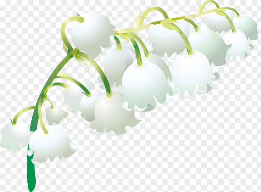Lily Of The Valley May 1 Flower Plant Stem Petal PNG