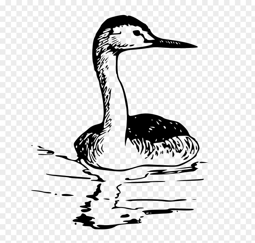 Western Bird Grebe Clip Art PNG