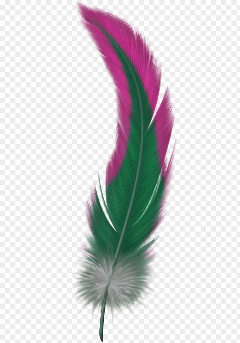 Bird Flight Feather PNG
