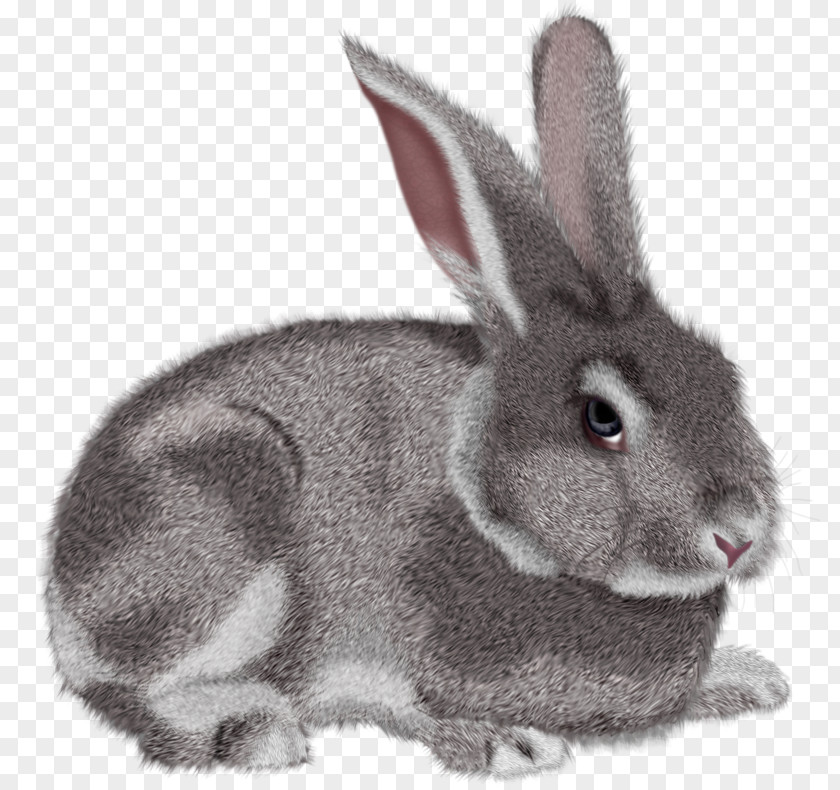 Bunny Hare Domestic Rabbit Clip Art PNG