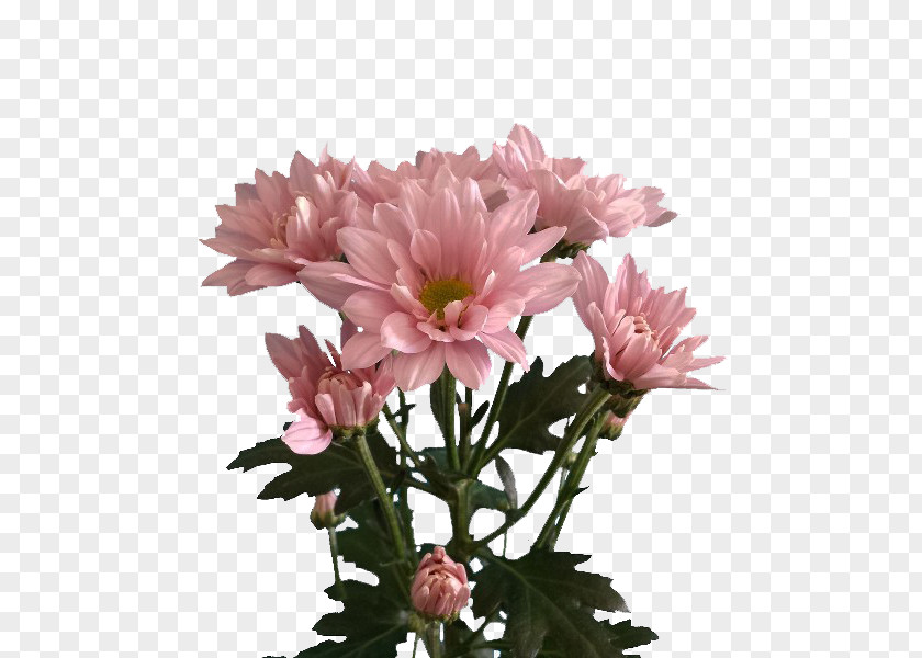 Chrysanthemum Marguerite Daisy Cut Flowers Garden Cosmos Aster PNG