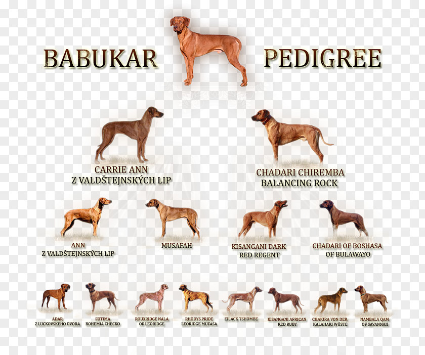 Dog Breed Sporting Group Font PNG