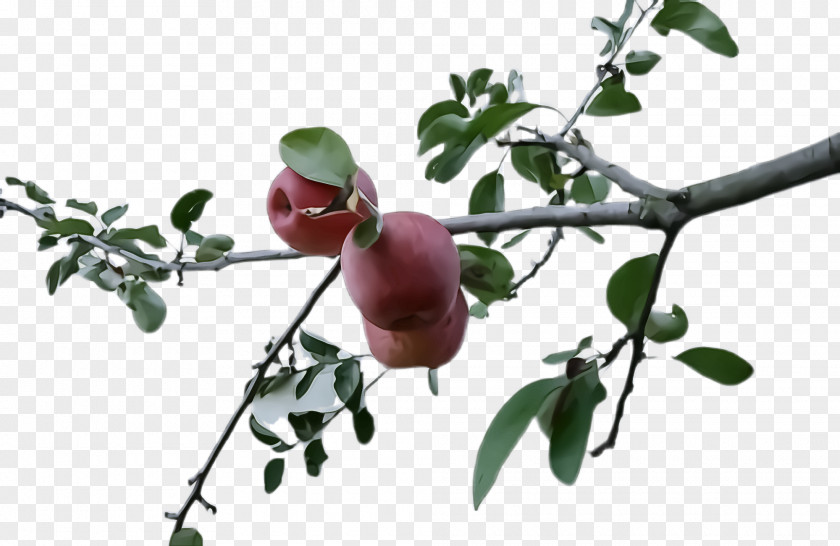 Food Fruit Tree PNG