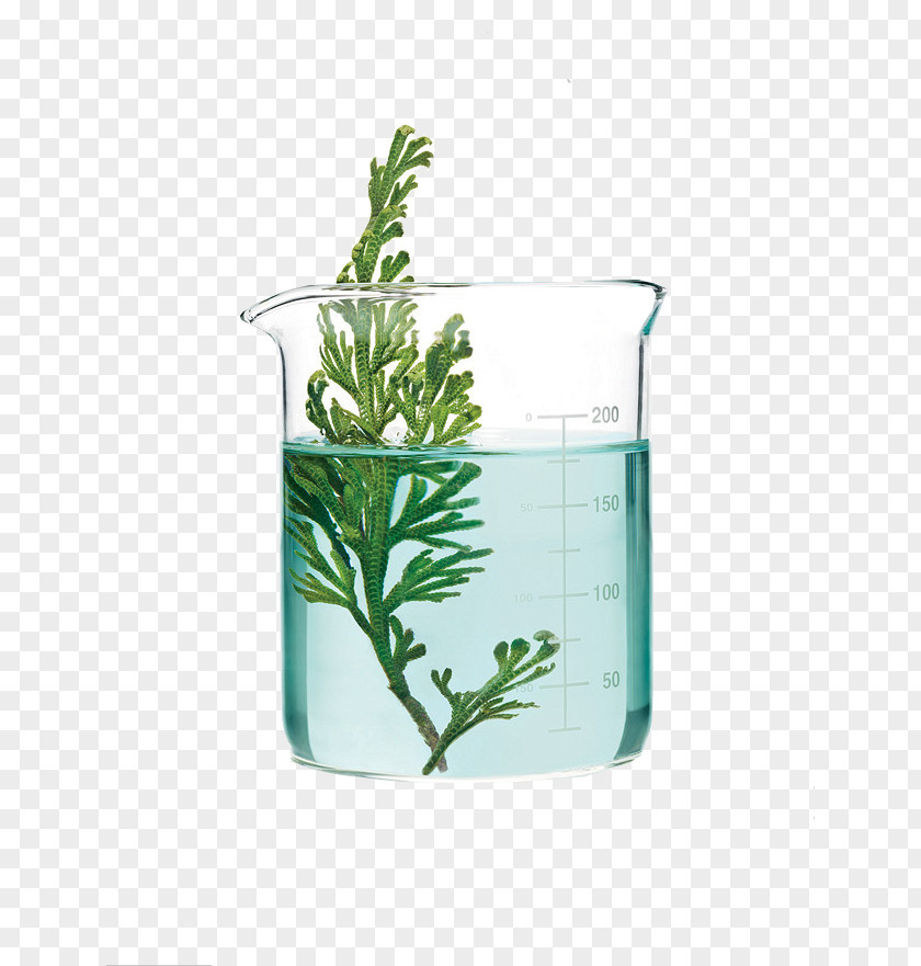 Glass Of Green Plants Aquatic Science PNG