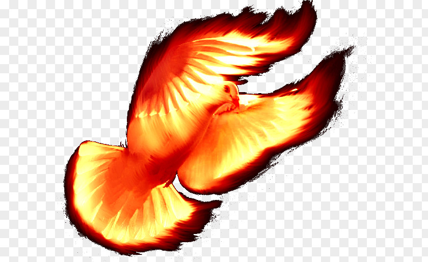 Holy Spirit Beak Sacred Understanding PNG