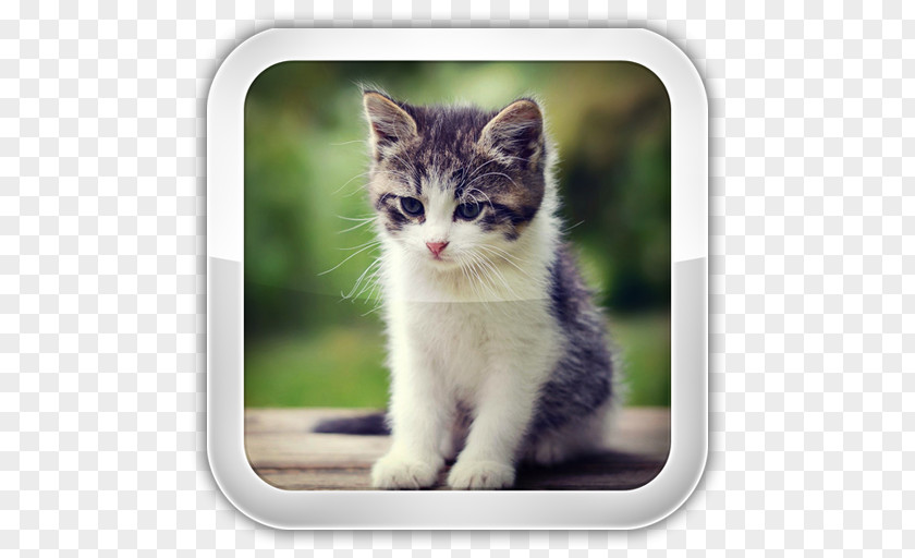 Kitten American Bobtail Cat Food Japanese Pet PNG