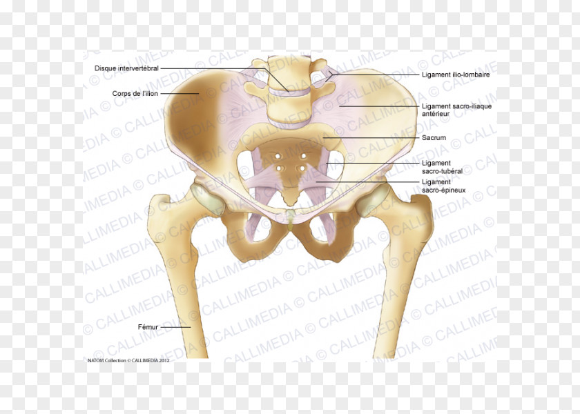 Sacrum Bone Iliopectineal Line Pelvis Ligament Anatomy PNG