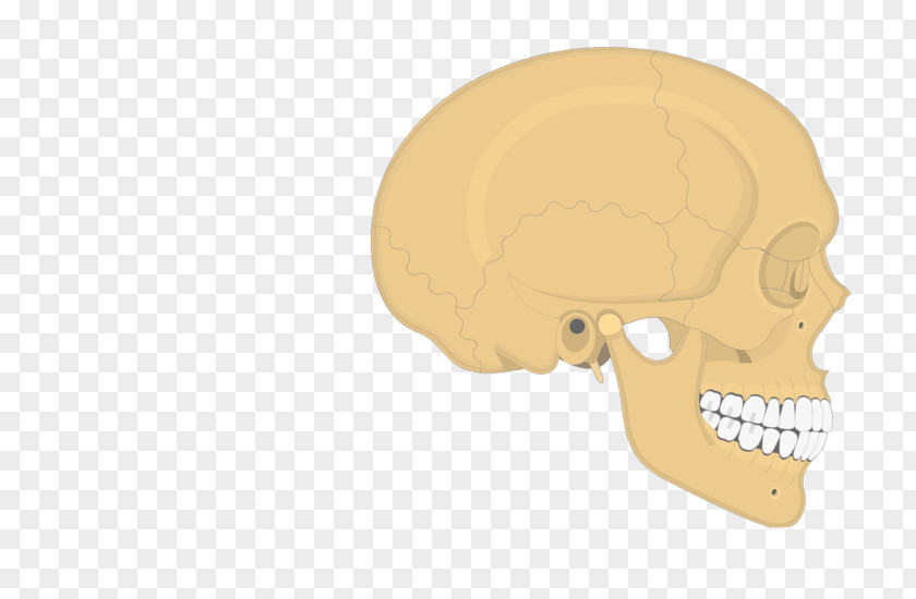 Skull Parietal Bone Occipital Temporal PNG