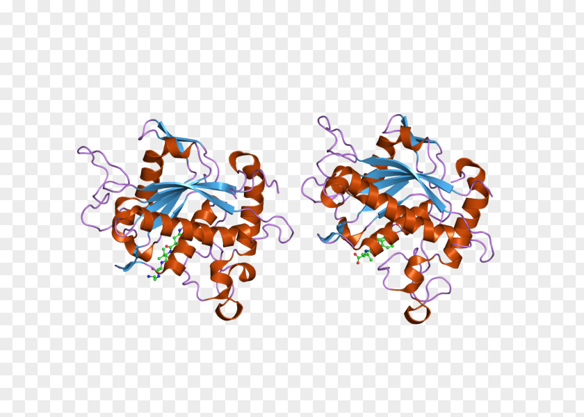 Thrombin Serine Protease Coagulation ADAM17 PNG