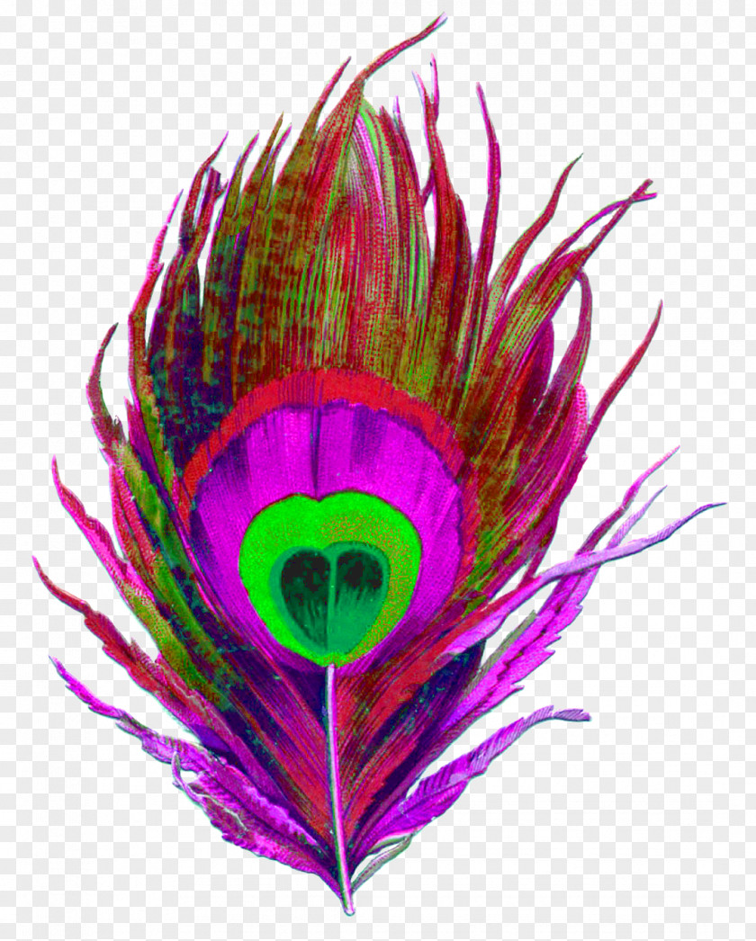 Bird Feather Pavo Color Drawing PNG