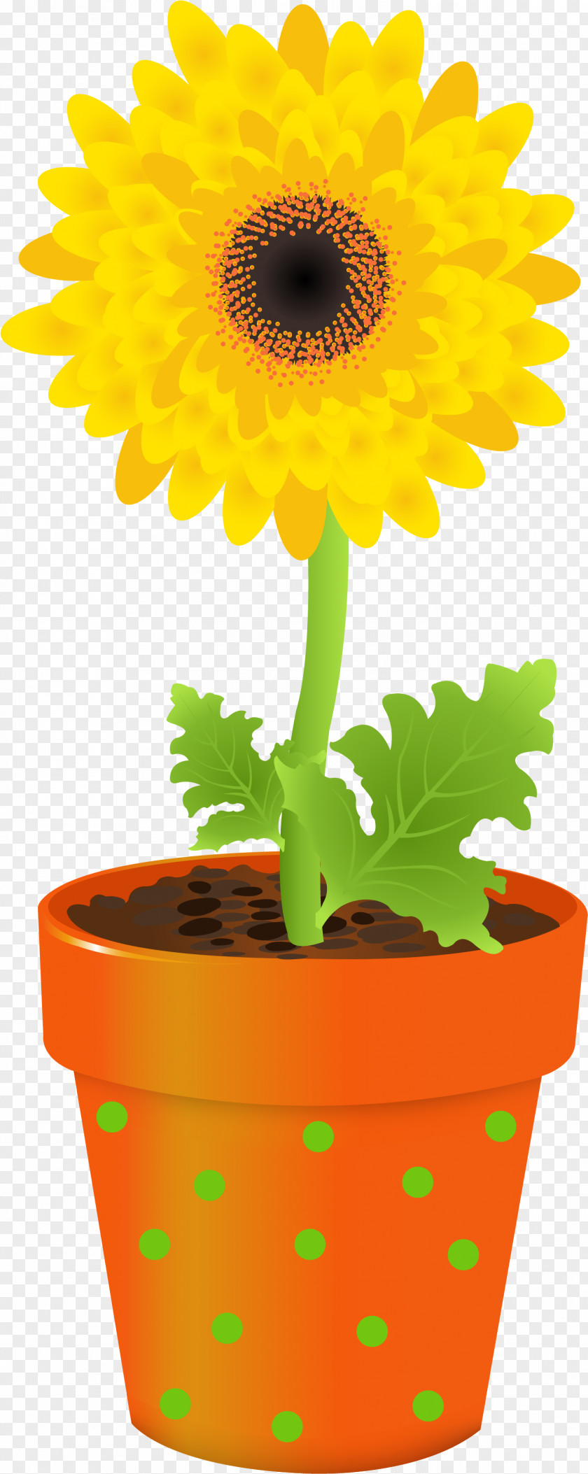 Daisy Family Sunflower Seed Marigold Flower PNG