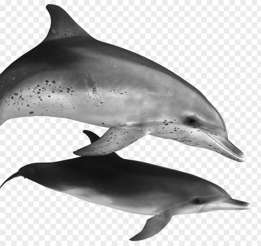 Dolphin Float Spinner Common Bottlenose Striped Rough-toothed Short-beaked PNG