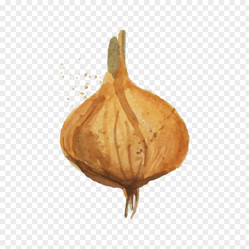 Drawing Onion Vegetable Watercolor Painting PNG