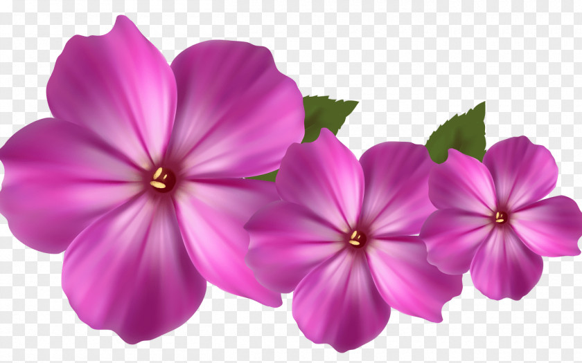 Perennial Plant Melastome Family Pink Flower Cartoon PNG