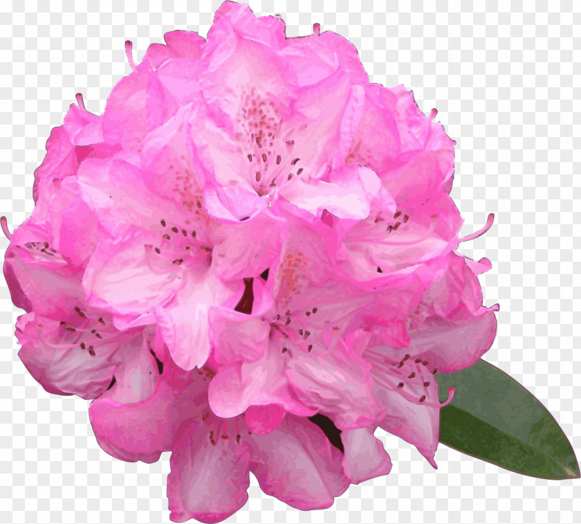 Rambo Azalea Drawing Flower Rhododendron Macrophyllum Clip Art PNG