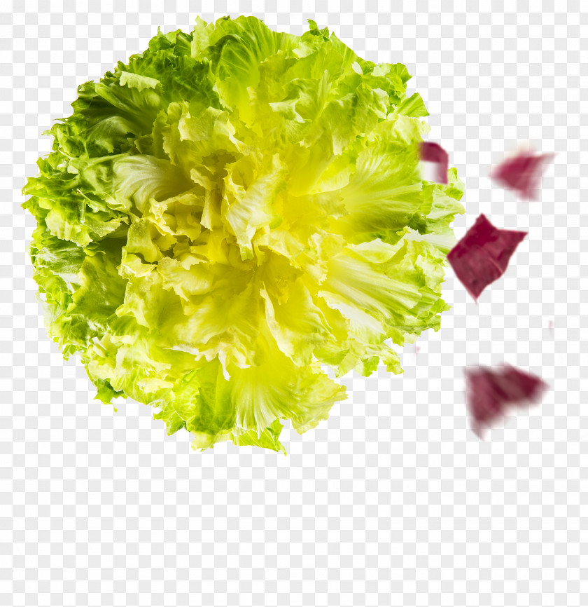 Salad Red Leaf Lettuce Romaine Sugarloaf Chicory Vegetable PNG
