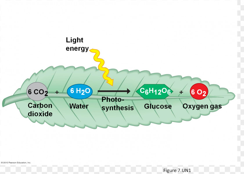 Solar Cell Cellular Respiration Photosynthesis Plant PNG