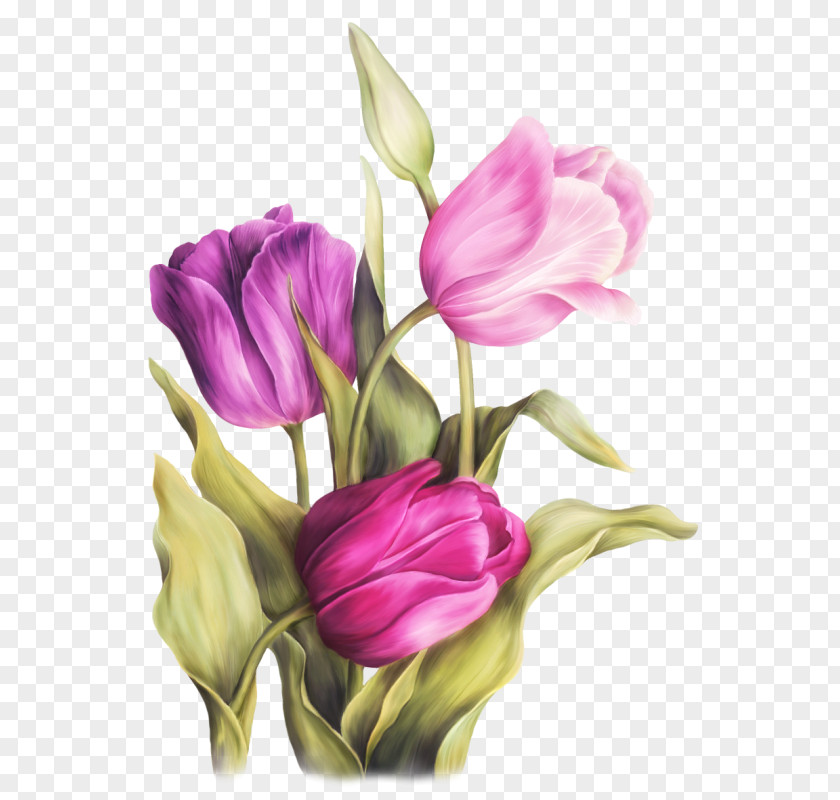 Tulip Watercolor Painting Art PNG