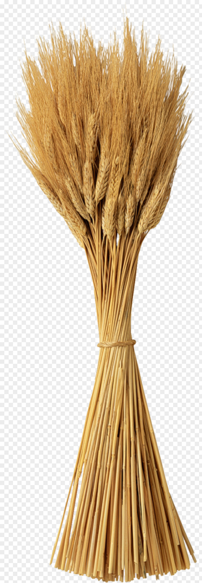 Wheat Sheaf Winter Cereal Rapeseed PNG