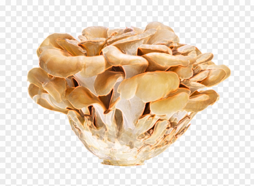 Bladder Cancer Hen-of-the-wood Oyster Mushroom Vitamin D Edible PNG