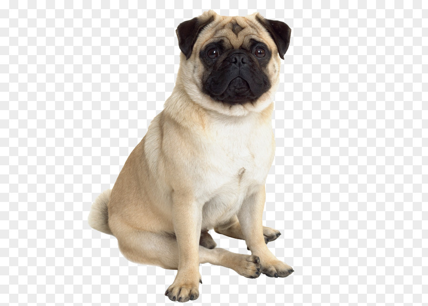 Cat Pug Dog Breed Companion Puppy PNG