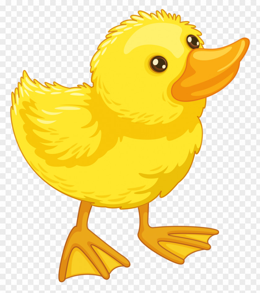 Duck American Pekin Clip Art PNG