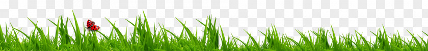 Grass Wheatgrass Green Close-up Computer Wallpaper PNG
