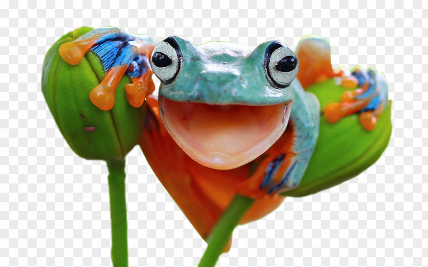 Smiling Baby Milk Red-eyed Tree Frog Frogs: A Chorus Of Colors Amphibian PNG