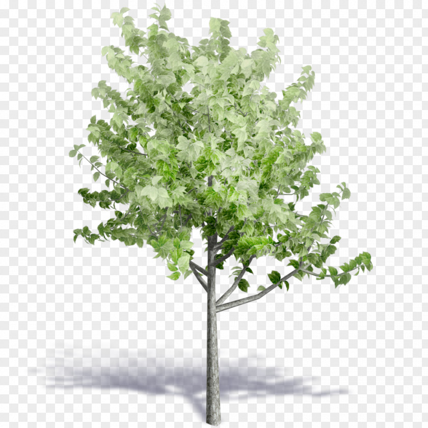 SolidWorks Populus Nigra Tree Rendering PNG