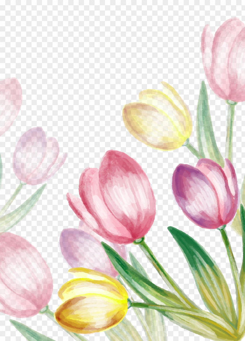 Water Painted Tulip Vector PNG