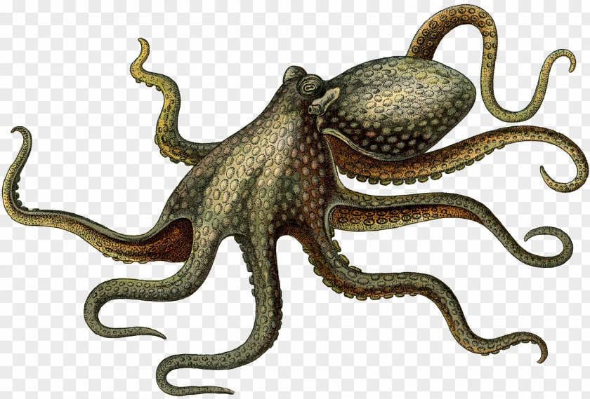 Creature Octopus Digital Image Cephalopod PNG