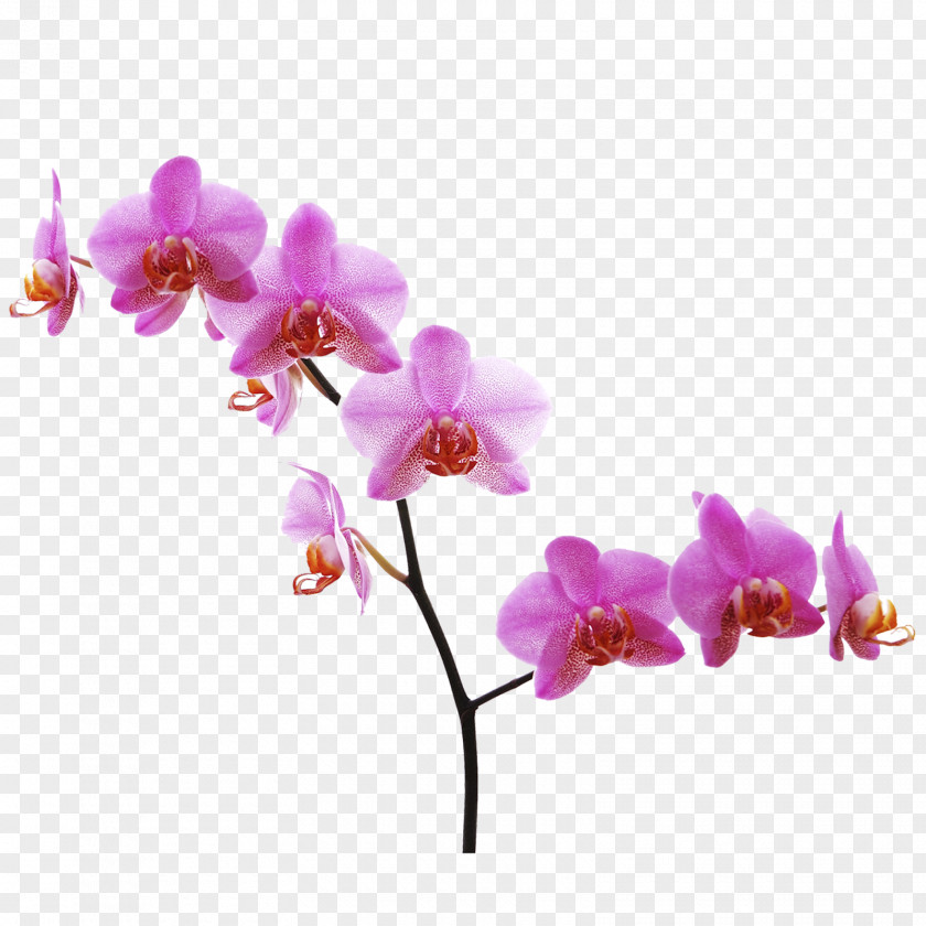 Flower Moth Orchids Clip Art Desktop Wallpaper PNG