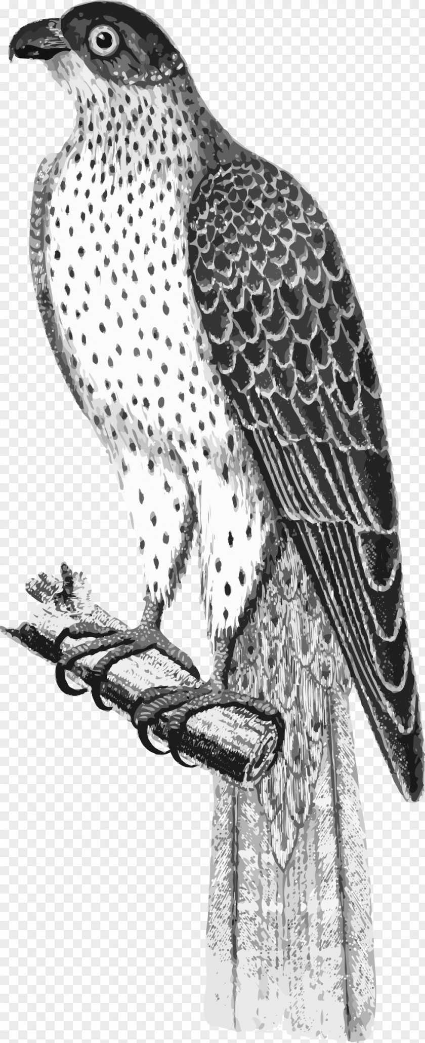 Falcon Bird Of Prey Hawk PNG