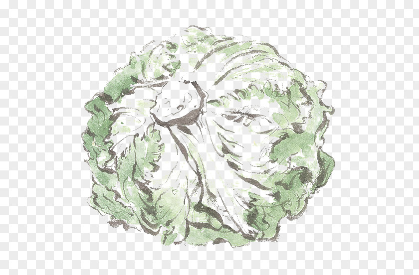 Hand-painted Cabbage Chinese Napa Vegetable PNG