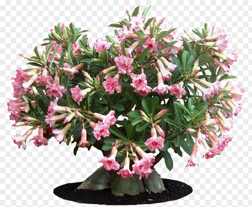 Plant Azalea Adenium Obesum Arabicum Multiflorum PNG