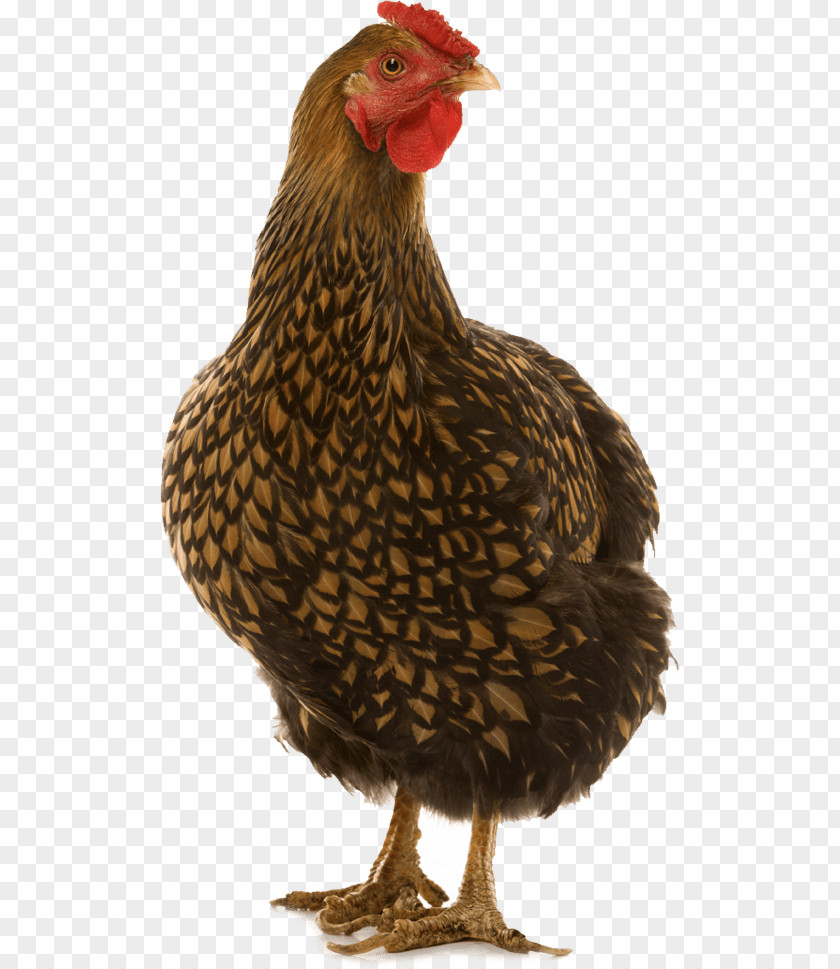 Poultry Eggs Wyandotte Chicken Cornish Leghorn Dorking Minorca PNG