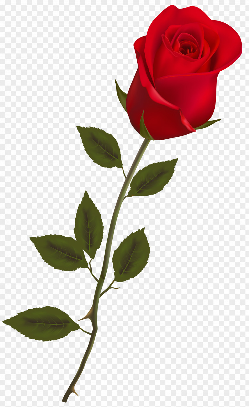 Rose Image Red Clip Art PNG