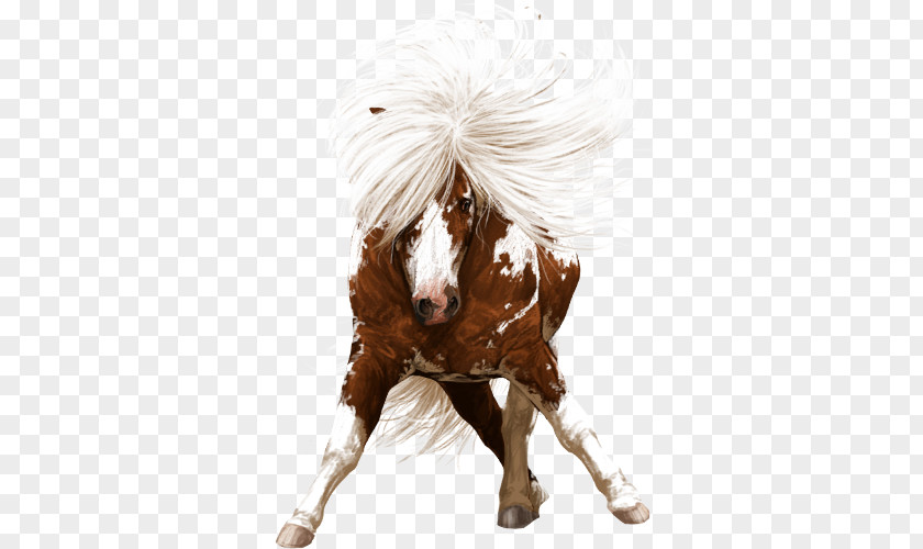 Shetland Pony Mustang Dutch Warmblood Shire Horse PNG