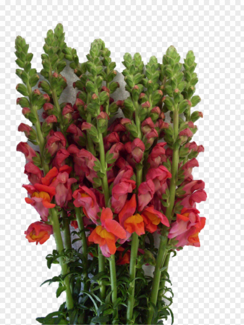 Antirrhinum Majus Flower Shape Cut Flowers Image Plant Stem PNG