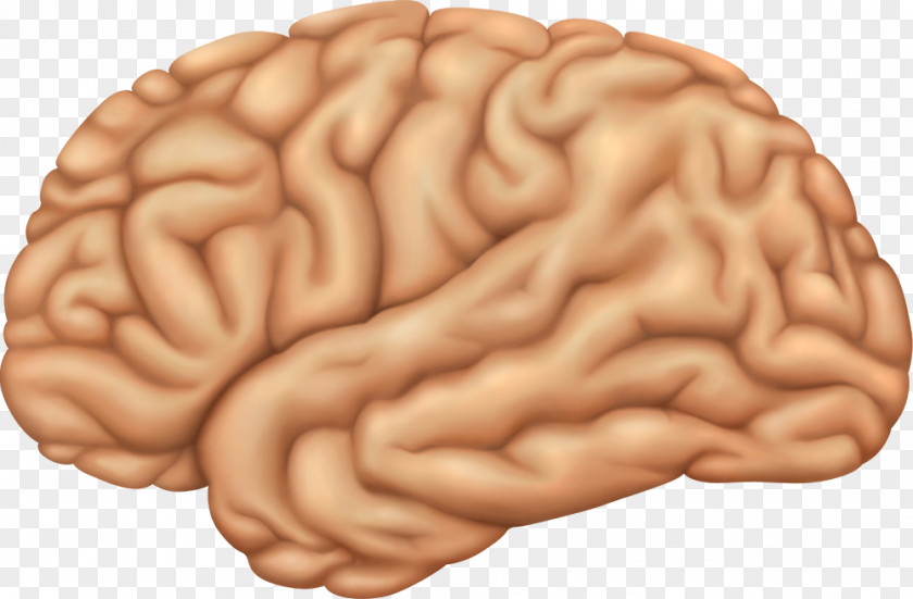 Brain Lobes Of The Human Anatomy PNG