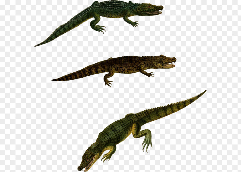 Reptile Newt Crocodiles Alligator Lizard PNG