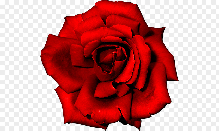 Rosa Vermelha Rose Flower Red PNG