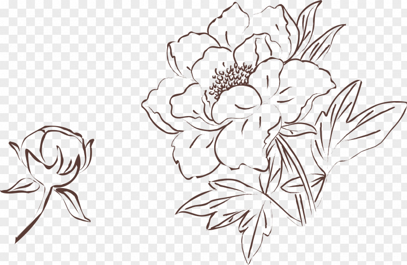 Sketch Of Peony Material Moutan Drawing Painting PNG